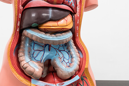 The animation of Understanding Diverticular Disease.